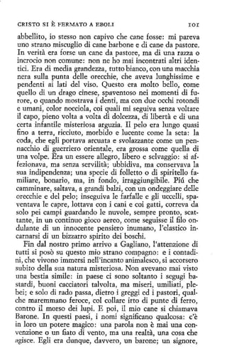 CRISTO SI

E FERMATO

A EBOLI

IOI

abbellito, io stesso non capivo che cane fosse: mi pareva
uno strano miscuglio di cane barbone e di cane da pastore.
In verita era forse un cane da pastore, ma di una razza o
incrocio non comune: non ne ho mai incontrati altri identici. Era di media grandezza, tutto bianco, con una macchia
nera sulla punta delle orecchie, che aveva lunghissime e
pendenti ai lati del viso. Questo era molto bello, come
quello di un drago cinese, spaventoso nei momenti di fu.
rore, o quando mostrava i denti, ma con due occhi rotondi
e umani, color nocciola, coi quali mi seguiva senza voltare
i1 capo, pieno volta a volta di dolcezza, di liberta e di una
certa infantile misteriosa arguzia. Il pelo era lungo quasi
fino a terra, ricciuto, morbido e lucente come la seta: la
coda, che egli portava arcuata e svolazzante come un pennacchio di guerriero orientale, era grossa come quella di
una volpe. Era un essere allegro, libero e selvaggio: si affezionava, ma senza servilita; ubbidiva, ma conservava la
sua indipendenza; una specie di folletto o di spiritello familiare, bonario, ma, in fondo, irraggiungibile. Piú che
camminare, saltava, a grandi balzi, con un ondeggiare delle
orecchie e del pelo; inseguiva le farfalle e gli uccelli, spaventava le capre, lottava con i cani e coi gatti, correva da
solo pei campi guardando le nuvole, sempre pronto, scattante, in un continuo gioco aereo, come seguisse il filo ondulante di un innocente pensiero inumano, l 'elastico incarnarsi di un bizzarro spirito dei boschí.
Fin dal nostro primo arrivo a Gagliano, l'attenzione di
tutti si poso su questo mio strano compagno: e i contadini, che vívono ímmersi nell'incanto animalesco, si accorsero
subito della sua natura misteriosa. Non avevano mai visto
una bestia simile: in paese ci sono soltanto i segugi bastardi, buoni cacciatori talvolta, ma miseri, umiliati, plebei; e solo di rado passa, dietro i greggi ed i pastori, qualche maremmano feroce, col callare irto di punte di ferro,
contro il marso dei lupi. E poi, il mio cane si chiamava
Barone. In questi paesi, i nomi significano qualcosa: c'e
in loro un potere magico: una parola non e mai una convenzione o un fiato di vento, ma una realta, una cosa che
agisce. Egli era dunque, davvero, un barone; un signare,

 