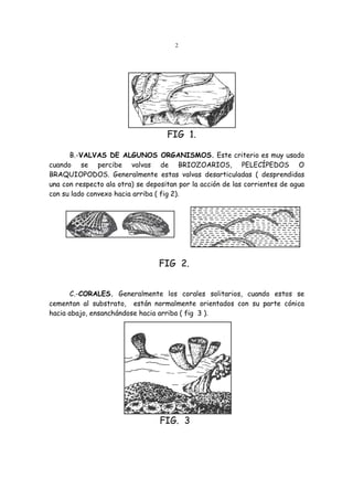 2
FIG 1.
B.-VALVAS DE ALGUNOS ORGANISMOS. Este criterio es muy usado
cuando se percibe valvas de BRIOZOARIOS, PELECÍPEDOS O
BRAQUIOPODOS. Generalmente estas valvas desarticuladas ( desprendidas
una con respecto ala otra) se depositan por la acción de las corrientes de agua
con su lado convexo hacia arriba ( fig 2).
FIG 2.
C.-CORALES. Generalmente los corales solitarios, cuando estos se
cementan al substrato, están normalmente orientados con su parte cónica
hacia abajo, ensanchándose hacia arriba ( fig 3 ).
FIG. 3
 