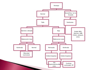 fenotipo 
Normal 
Talla 
Normal o elevada 
Maduración ósea 
Acelerada Normal 
Obesidad 
nutricional 
Baja 
Maduracion osea 
Retrasada 
Endocrinopatias 
GH, 
hipotiroidismo,Ma 
uriac. 
Dismórfico: Ss/Si, 
brazada 
Sindromes 
Acelerada 
Endocrinopatias 
Cushing, 
Prader Willi, 
Alstrom, LMB, 
Cohen, vázquez, 
corticoides, PP 
otros. 
 