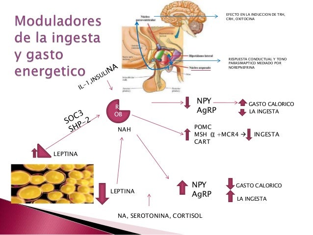 OBESIDAD Y SINDROME METABOLICO EN PEDIATRIA: Criterios y OBESIDAD Y SINDROME METABOLICO EN PEDIATRIA: Criterios y