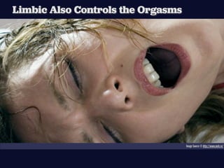 Limbic Also Controls the Orgasms




                                   Image Source © http://www.meh.ro/
 