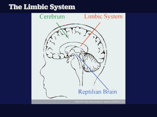 The Limbic System




                Images Source http://home.comcast.net/~momtoﬁve/SIDWEBPAGE2.htm
 