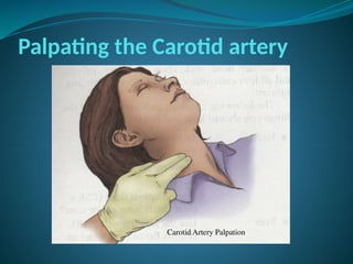 Palpating the Carotid artery
 