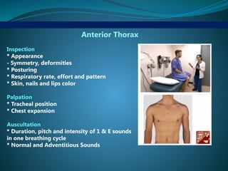 Anterior Thorax
Inspection
 Appearance
- Symmetry, deformities
 Posturing
 Respiratory rate, effort and pattern
 Skin, nails and lips color
Palpation
 Tracheal position
 Chest expansion
Auscultation
 Duration, pitch and intensity of 1 & E sounds
in one breathing cycle
 Normal and Adventitious Sounds
 