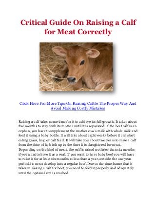 Critical Guide On Raising a Calf
        for Meat Correctly




Click Here For More Tips On Raising Cattle The Proper Way And
                Avoid Making Costly Mistakes


Raising a calf takes some time for it to achieve its full growth. It takes about
five months to stay with its mother until it is separated. If the beef calf is an
orphan, you have to supplement the mother cow's milk with whole milk and
feed it using a baby bottle. It will take about eight weeks before it can start
eating grass, hay, or calf feed. It will take you about two years to raise a calf
from the time of its birth up to the time it is slaughtered for meat.
Depending on the kind of meat, the calf is raised not later than six months
if you want to have it as a veal. If you want to have baby beef you will have
to raise it for at least six months to less than a year, outside the one year
period, its meat develop into a regular beef. Due to the time frame that it
takes in raising a calf for beef, you need to feed it properly and adequately
until the optimal size is reached.
 