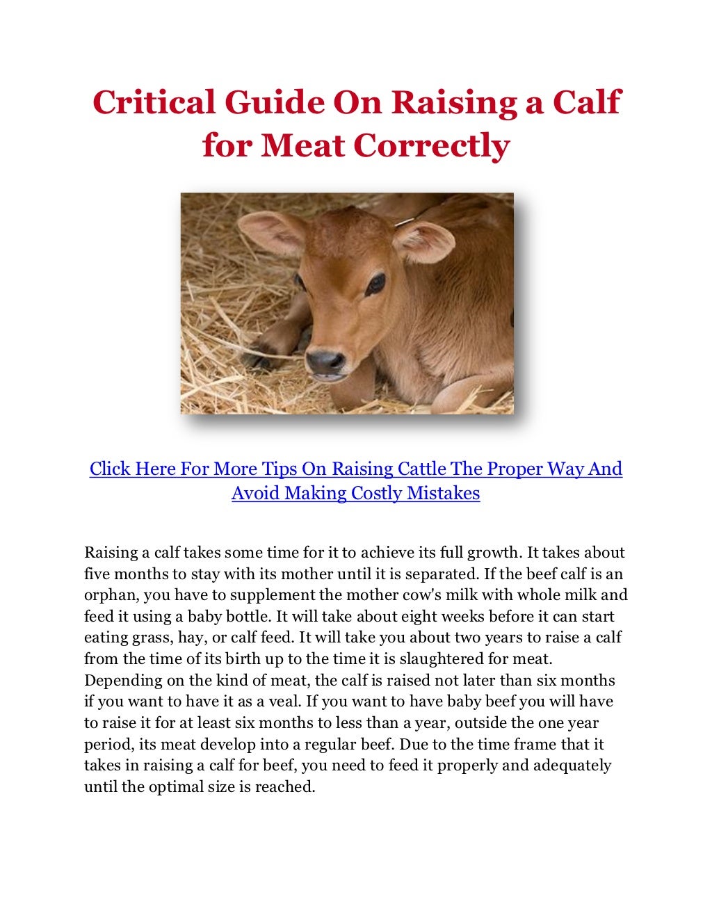 Critical Guide On Raising a Calf for Meat Correctly