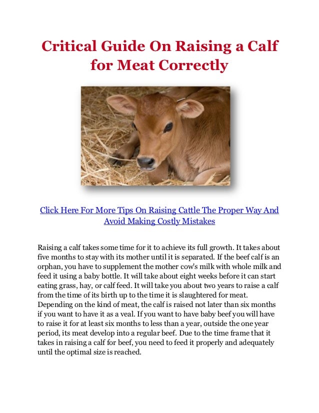 Critical Guide On Raising a Calf for Meat Correctly