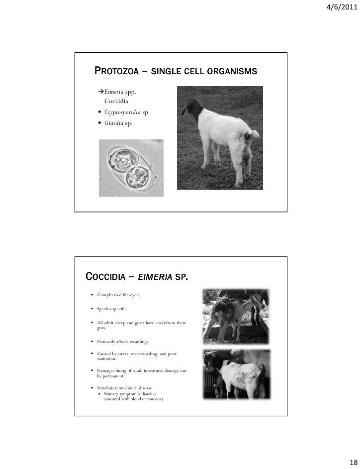 Albendazole To Treat Giardia In Dogs Albendazole To Treat Giardia In Dogs