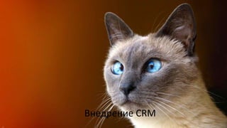 Внедрение CRM
 