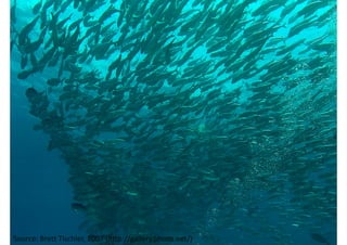 Source: Brett Tischler, 2007 (http://gallery.photo.net/)
 