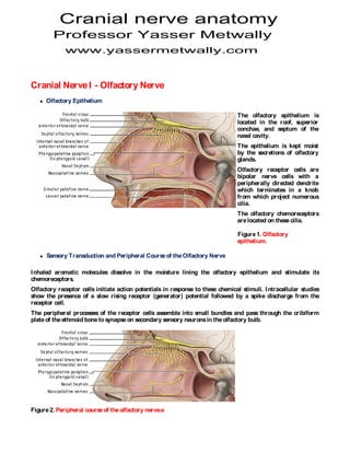 Cranial nerve anatomy
         Professor Yasser Metwally
             www.yassermetwally.com



Cranial Nerve I - Olfactory Nerve
      Olfactory Epithelium

                                                                                The olfactory epithelium is
                                                                                located in the roof, superior
                                                                                conchae, and septum of the
                                                                                nasal cavity.
                                                                                The epithelium is kept moist
                                                                                by the secretions of olfactory
                                                                                glands.
                                                                                Olfactory receptor cells are
                                                                                bipolar nerve cells with a
                                                                                peripherally directed dendrite
                                                                                which terminates in a knob
                                                                                from which project numerous
                                                                                cilia.
                                                                                The olfactory chemoreceptors
                                                                                are located on these cilia.

                                                                                Figure 1. Olfactory
                                                                                epithelium.

      Sensory Transduction and Peripheral Course of the Olfactory Nerve

I nhaled aromatic molecules dissolve in the moisture lining the olfactory epithelium and stimulate its
chemoreceptors.
Olfactory receptor cells initiate action potentials in response to these chemical stimuli. I ntracellular studies
show the presence of a slow rising receptor (generator) potential followed by a spike discharge from the
receptor cell.
The peripheral processes of the receptor cells assemble into small bundles and pass through the cribiform
plate of the ethmoid bone to synapse on secondary sensory neurons in the olfactory bulb.




Figure 2. Peripheral course of the olfactory nerve.e
 