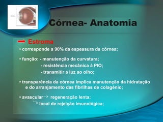 Córnea- Anatomia
Estroma
• corresponde a 90% da espessura da córnea;
• função: - manutenção da curvatura;
- resistência mecânica à PIO;
- transmitir a luz ao olho;
• transparência da córnea implica manutenção da hidratação
e do arranjamento das fibrilhas de colagénio;
• avascular
regeneração lenta;
local de rejeição imunológica;

 