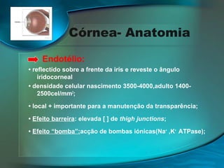 Córnea- Anatomia
Endotélio:
• reflectido sobre a frente da irís e reveste o ângulo
iridocorneal
• densidade celular nascimento 3500-4000,adulto 14002500cel/mm2;
• local + importante para a manutenção da transparência;
• Efeito barreira: elevada [ ] de thigh junctions;
• Efeito “bomba”:acção de bombas iónicas(Na+ ,K+ ATPase);

 