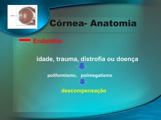 Córnea- Anatomia
Endotélio:
idade, trauma, distrofia ou doença
poliformismo, polimegatismo

descompensação

 