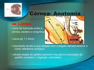 Córnea- Anatomia
Limbo:
• zona de transição entre a
córnea, esclera e conjuntiva;;
• cerca de 1-1.5mm;
• importante devido à sua relação com o ângulo câmara anterior e
como referência cirúrgica;
• células basais do epitélio parecem imp para a renovação do
epitélio corneano ( migração centrípeta);

 