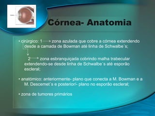 Córnea- Anatomia
• cirúrgico: 1
zona azulada que cobre a córnea extendendo
desde a camada de Bowman até linha de Schwalbe´s;
2
zona esbranquiçada cobrindo malha trabecular
extendendo-se desde linha de Schwalbe´s até esporão
escleral;
• anatómico: anteriormente- plano que conecta a M. Bowman e a
M. Descemet´s e posterior/- plano no esporão escleral;
• zona de tumores primários

 