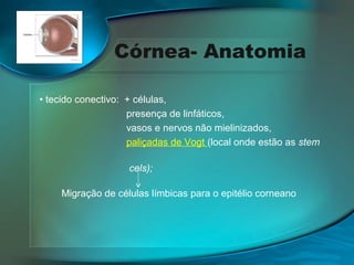 Córnea- Anatomia
• tecido conectivo: + células,
presença de linfáticos,
vasos e nervos não mielinizados,
paliçadas de Vogt (local onde estão as stem
cels);
Migração de células límbicas para o epitélio corneano

 