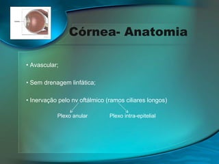 Córnea- Anatomia
• Avascular;
• Sem drenagem linfática;
• Inervação pelo nv oftálmico (ramos ciliares longos)
Plexo anular

Plexo intra-epitelial

 
