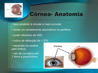 Córnea- Anatomia
• face posterior é circular e mais curvada;
• existe um achatamento assimétrico na periferia;
• poder refractivo de 43D;
• índice de refracção de 1.376;
• separada da esclera
pelo limbus;
• raio de curvatura ant7.8mm e post-6.6mm;

 