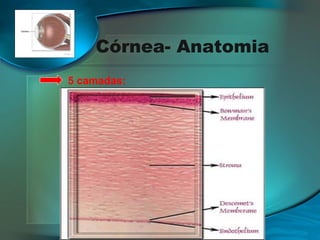 Córnea- Anatomia
5 camadas:

 