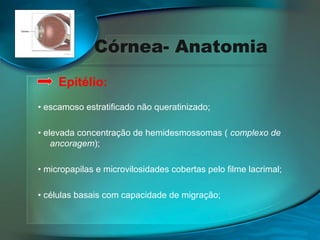 Córnea- Anatomia
Epitélio:
• escamoso estratificado não queratinizado;
• elevada concentração de hemidesmossomas ( complexo de
ancoragem);
• micropapilas e microvilosidades cobertas pelo filme lacrimal;
• células basais com capacidade de migração;

 