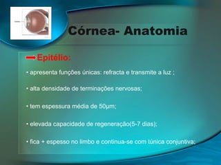 Córnea- Anatomia
Epitélio:
• apresenta funções únicas: refracta e transmite a luz ;
• alta densidade de terminações nervosas;
• tem espessura média de 50µm;
• elevada capacidade de regeneração(5-7 dias);
• fica + espesso no limbo e continua-se com túnica conjuntiva;

 