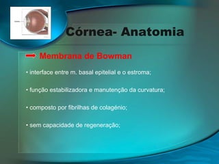 Córnea- Anatomia
Membrana de Bowman
• interface entre m. basal epitelial e o estroma;
• função estabilizadora e manutenção da curvatura;
• composto por fibrilhas de colagénio;
• sem capacidade de regeneração;

 