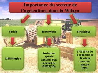 Importance du secteur de
l’agriculture dans la Wilaya
StratégiqueEconomiqueSociale
71925 emplois
Production
agricole
annuelle d’un
montant de
(91023)6
DA
177310 ha De
la superficie de
la wilaya
caractère
agricole
(78%)
1
 