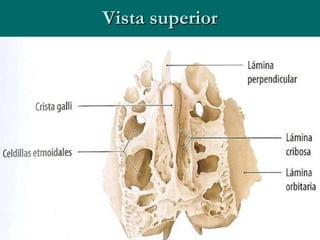 Vista superior 