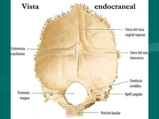 Vista  endocraneal 