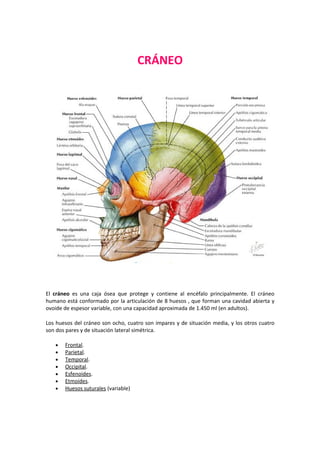 CRÁNEO




El cráneo es una caja ósea que protege y contiene al encéfalo principalmente. El cráneo
humano está conformado por la articulación de 8 huesos , que forman una cavidad abierta y
ovoide de espesor variable, con una capacidad aproximada de 1.450 ml (en adultos).

Los huesos del cráneo son ocho, cuatro son impares y de situación media, y los otros cuatro
son dos pares y de situación lateral simétrica.

   •   Frontal.
   •   Parietal.
   •   Temporal.
   •   Occipital.
   •   Esfenoides.
   •   Etmoides.
   •   Huesos suturales (variable)
 