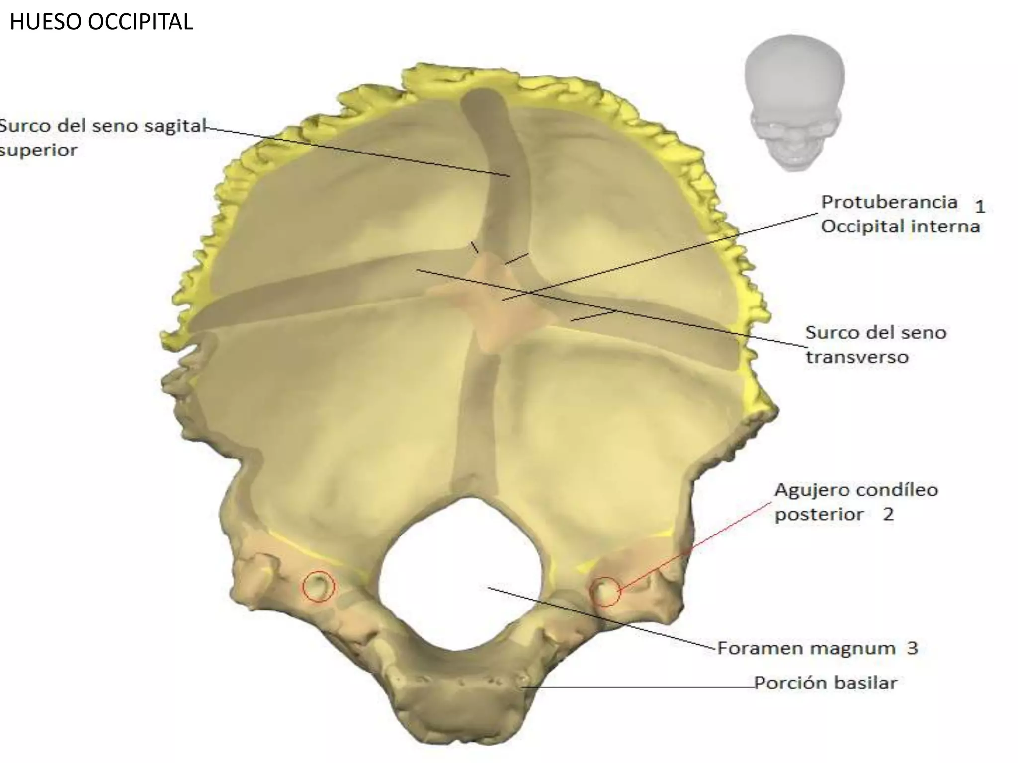 HUESO OCCIPITAL