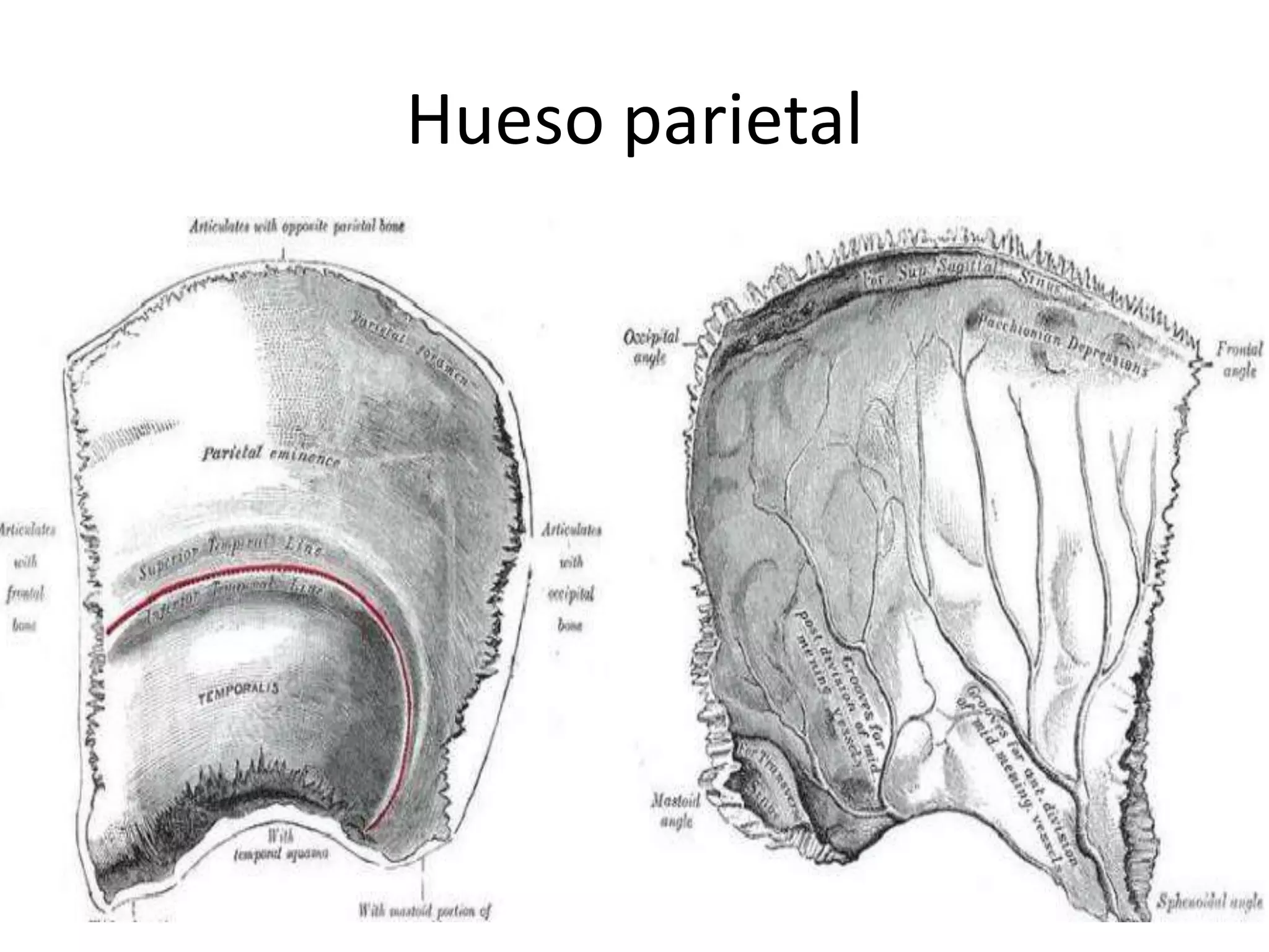 Hueso parietal