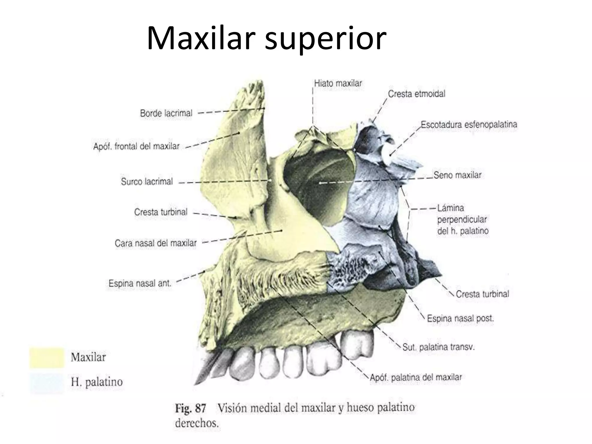 Maxilar superior