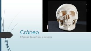 Cráneo 
Osteología descriptiva de la estructura 
 