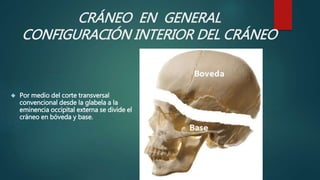 CRÁNEO EN GENERAL 
CONFIGURACIÓN INTERIOR DEL CRÁNEO 
 Por medio del corte transversal 
convencional desde la glabela a la 
eminencia occipital externa se divide el 
cráneo en bóveda y base. 
 