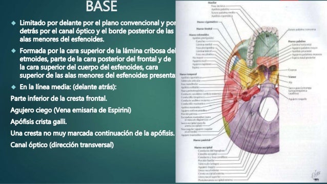 Cráneo en general base y boveda