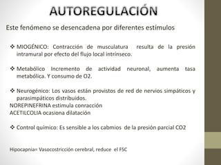 Este fenómeno se desencadena por diferentes estímulos
 MIOGÉNICO: Contracción de musculatura resulta de la presión
intramural por efecto del flujo local intrínseco.
 Metabólico Incremento de actividad neuronal, aumenta tasa
metabólica. Y consumo de O2.
 Neurogénico: Los vasos están provistos de red de nervios simpáticos y
parasimpáticos distribuidos.
NOREPINEFRINA estimula conracción
ACETILCOLIA ocasiona dilatación
 Control químico: Es sensible a los cabmios de la presión parcial CO2
Hipocapnia= Vasocostricción cerebral, reduce el FSC
 