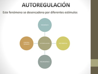 Este fenómeno se desencadena por diferentes estímulos
AUTOREGULACIÓN
MIOGÉNICO
METABÓLICA
NEUROGÉNICO
CONTROL
QUÍMICO
 