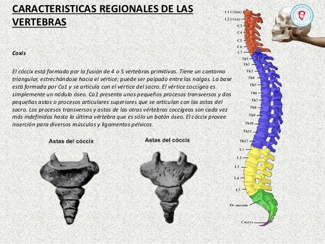 Cráneo y Columna Vertebral