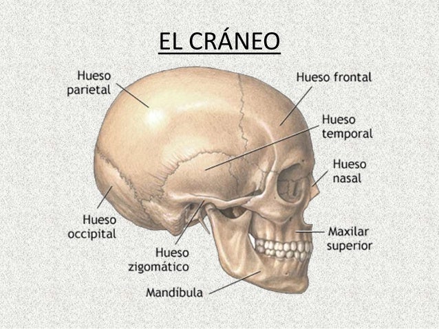 Cráneo y Columna Vertebral