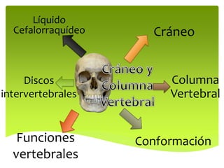 Columna
Vertebral
Conformación
Cráneo
Funciones
vertebrales
Discos
intervertebrales
Líquido
Cefalorraquídeo
 