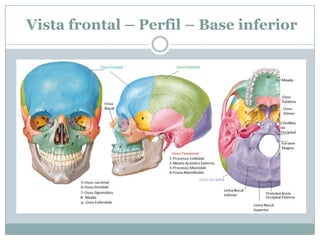 Vista frontal – Perfil – Base inferior
 