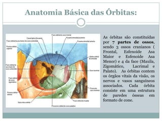 Anatomia Básica das Órbitas:
As órbitas são constituídas
por 7 partes de ossos,
sendo 3 ossos cranianos (
Frontal, Esfenoide Asa
Maior e Esfenoide Asa
Menor) e 4 da face (Maxila,
Zigomático, Lacrimal e
Palato). As órbitas contem
os órgãos vitais da visão, os
nervos e vasos sanguíneos
associados. Cada órbita
consiste em uma estrutura
de paredes ósseas em
formato de cone.
 
