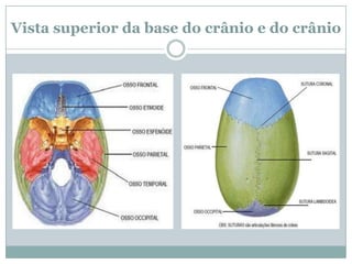 Vista superior da base do crânio e do crânio
 