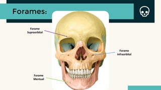 Forames:
Forame
Supraorbital
Forame
Infraorbital
Forame
Mentual
 
