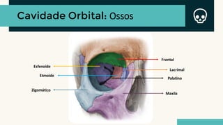 Cavidade Orbital: Ossos
Frontal
Maxila
Lacrimal
Palatino
Esfenoide
Etmoide
Zigomático
 