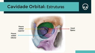 Cavidade Orbital: Estruturas
Canal
Óptico
Fissura
orbital
superior
Fissura
orbital
inferior
 