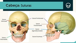 Cabeça: Suturas
Sutura
Internasal
Sutura
Intermaxilar
Sutura Frontonasal
Sutura
Frontomaxilar
Sutura
Zigomáticomaxilar
Sutura Escamosa
 