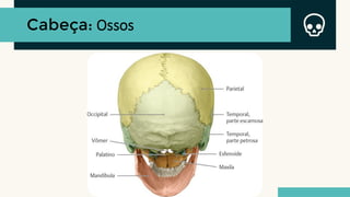 Cabeça: Ossos
 